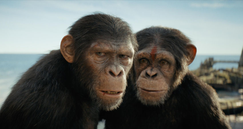 c paesano kingdom planet apes 04